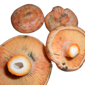 ROVELLÓN, LACTARIUS DELICIOSUS, NISCALO