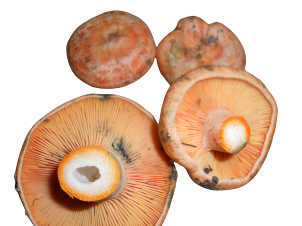 ROVELLÓN, LACTARIUS DELICIOSUS, NISCALO